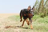 BEAUCERON 117